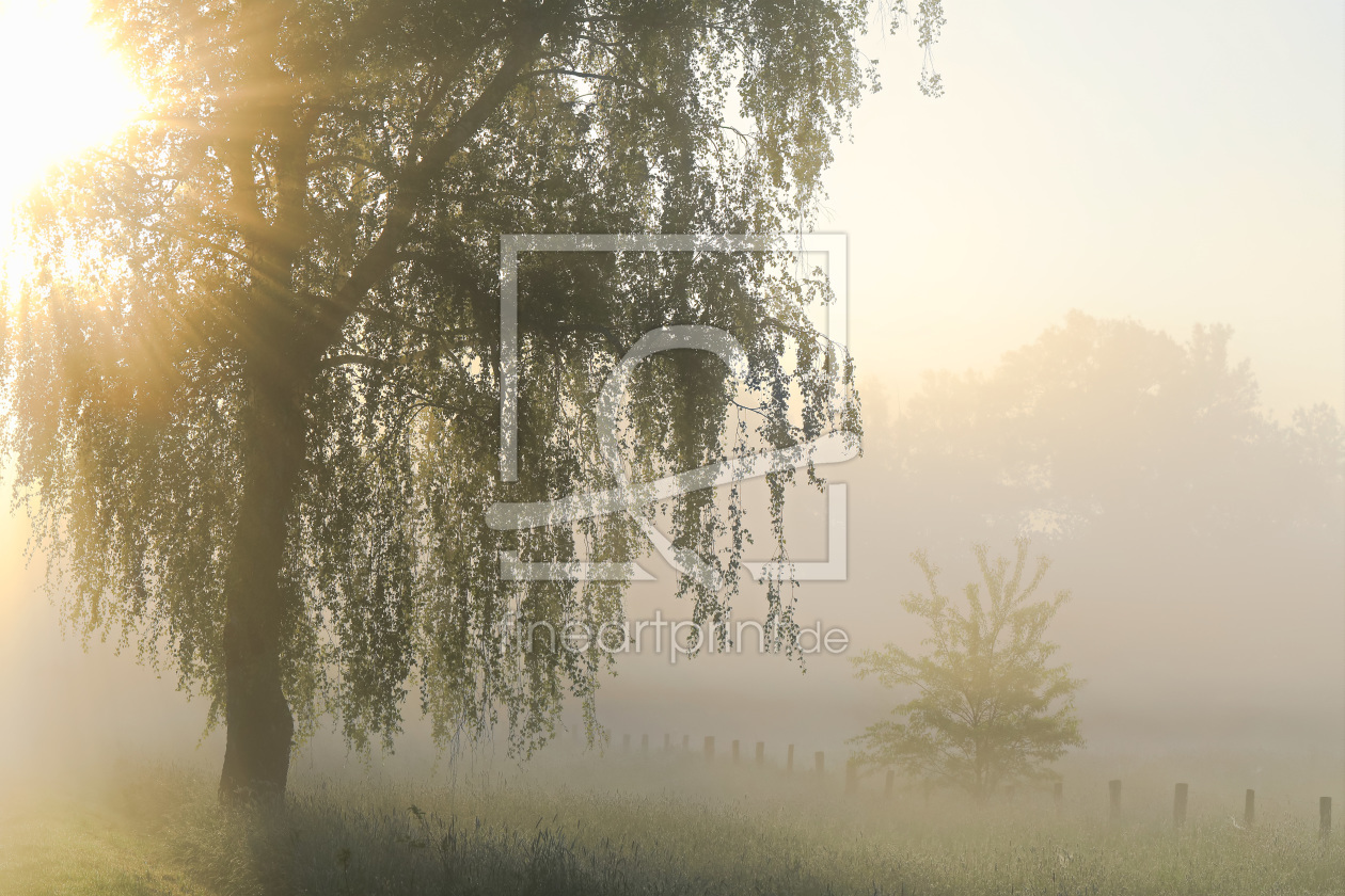 Bild-Nr.: 11909570 Birke im Nebel erstellt von falconer59