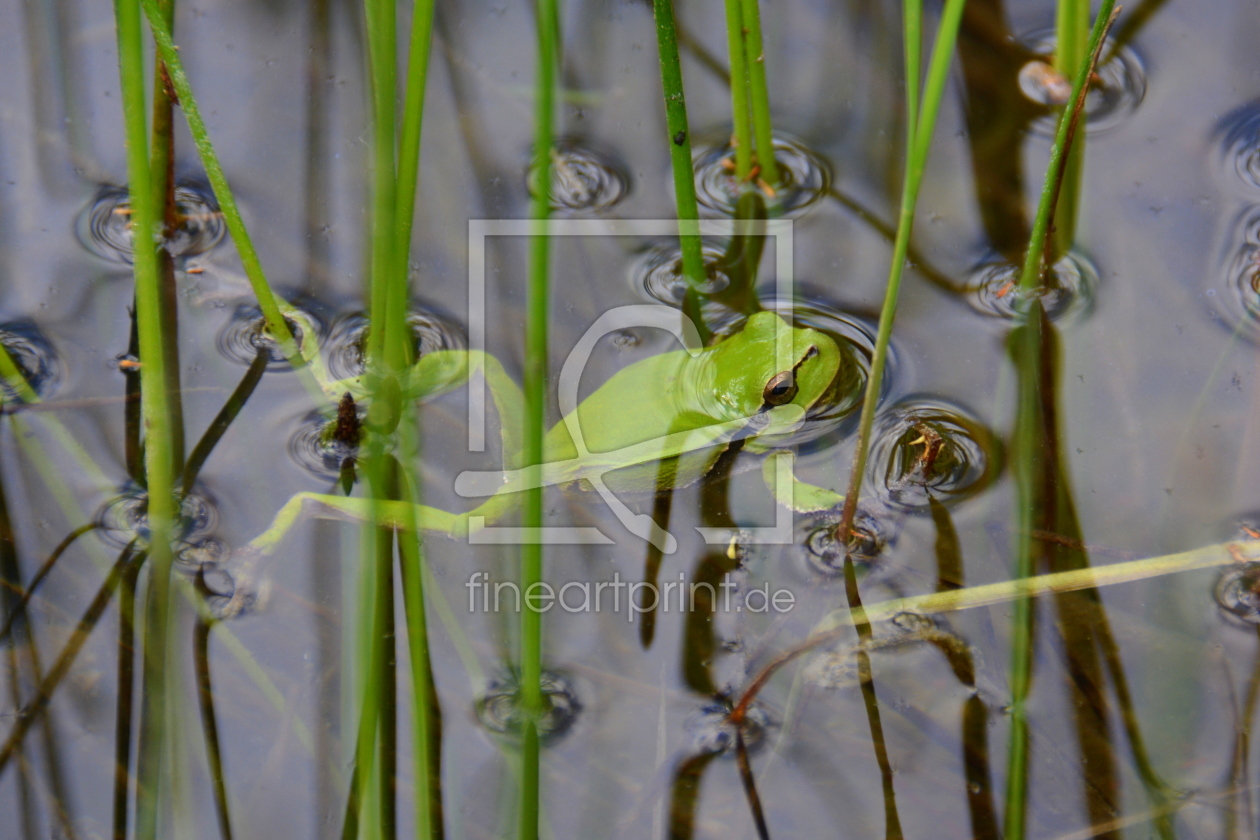 Bild-Nr.: 11909591 Laubfrosch erstellt von GUGIGEI