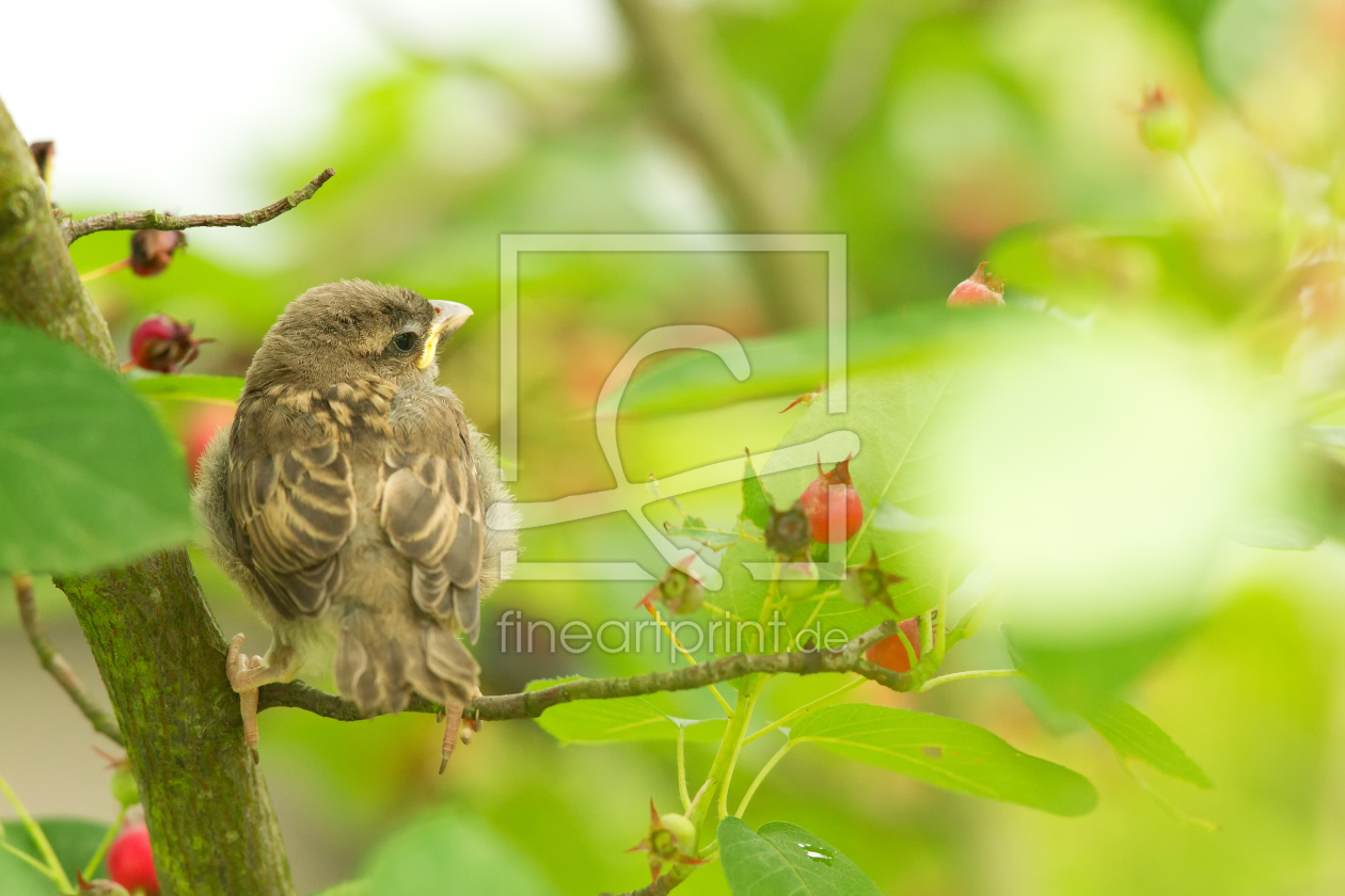 Bild-Nr.: 11909982 Junger Haussperling erstellt von DirkR