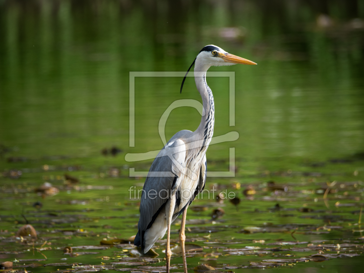 Bild-Nr.: 11910041 Reiher im Wasser erstellt von luxpediation