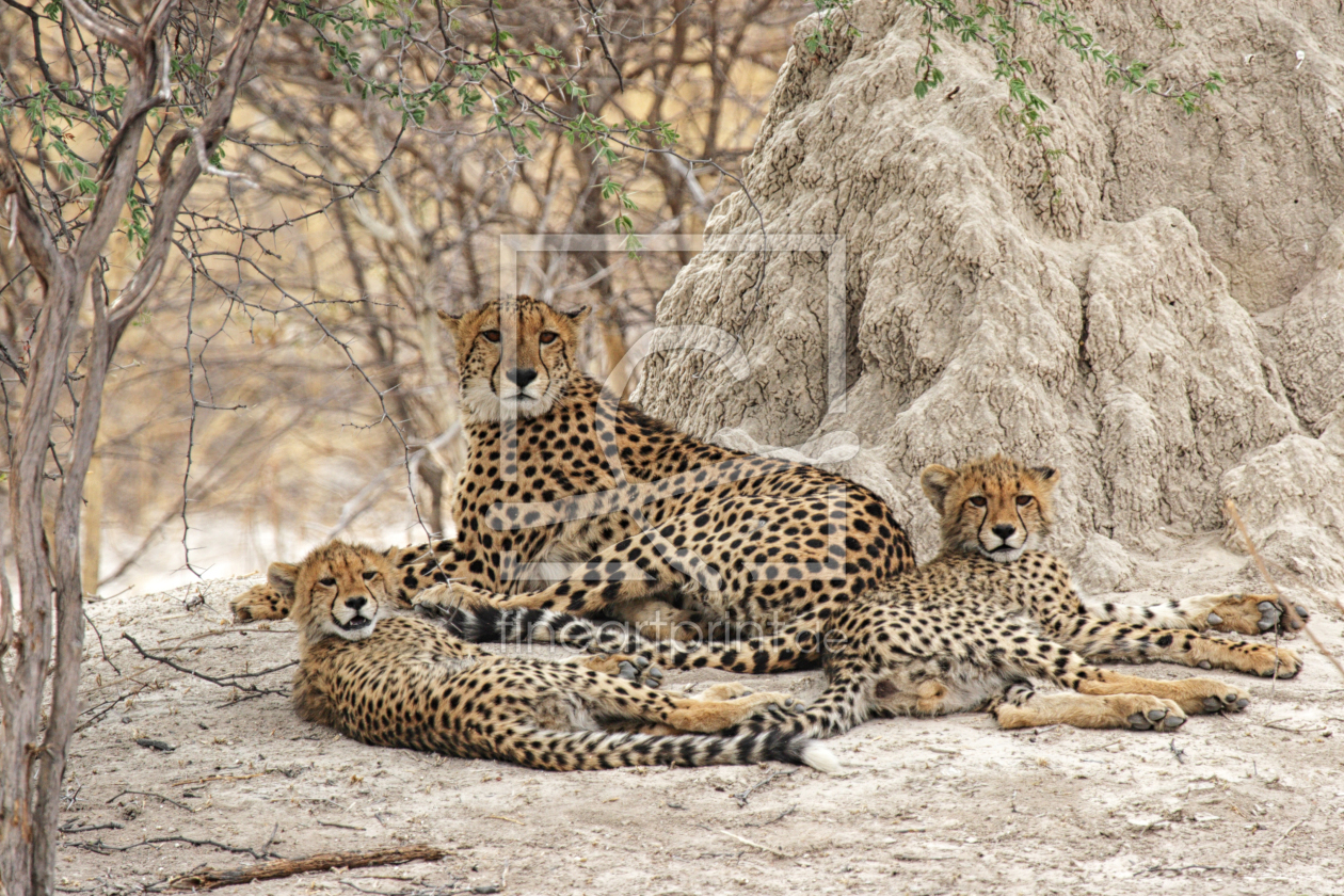 Bild-Nr.: 11910232 Gepardenfamilie im Okavango Delta erstellt von DirkR