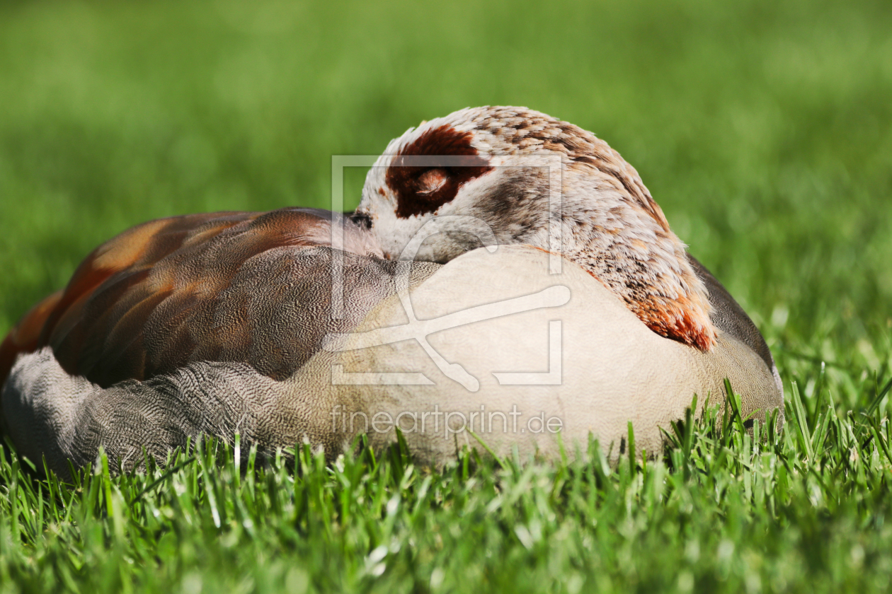 Bild-Nr.: 11910239 Nilgans erstellt von DagmarMarina