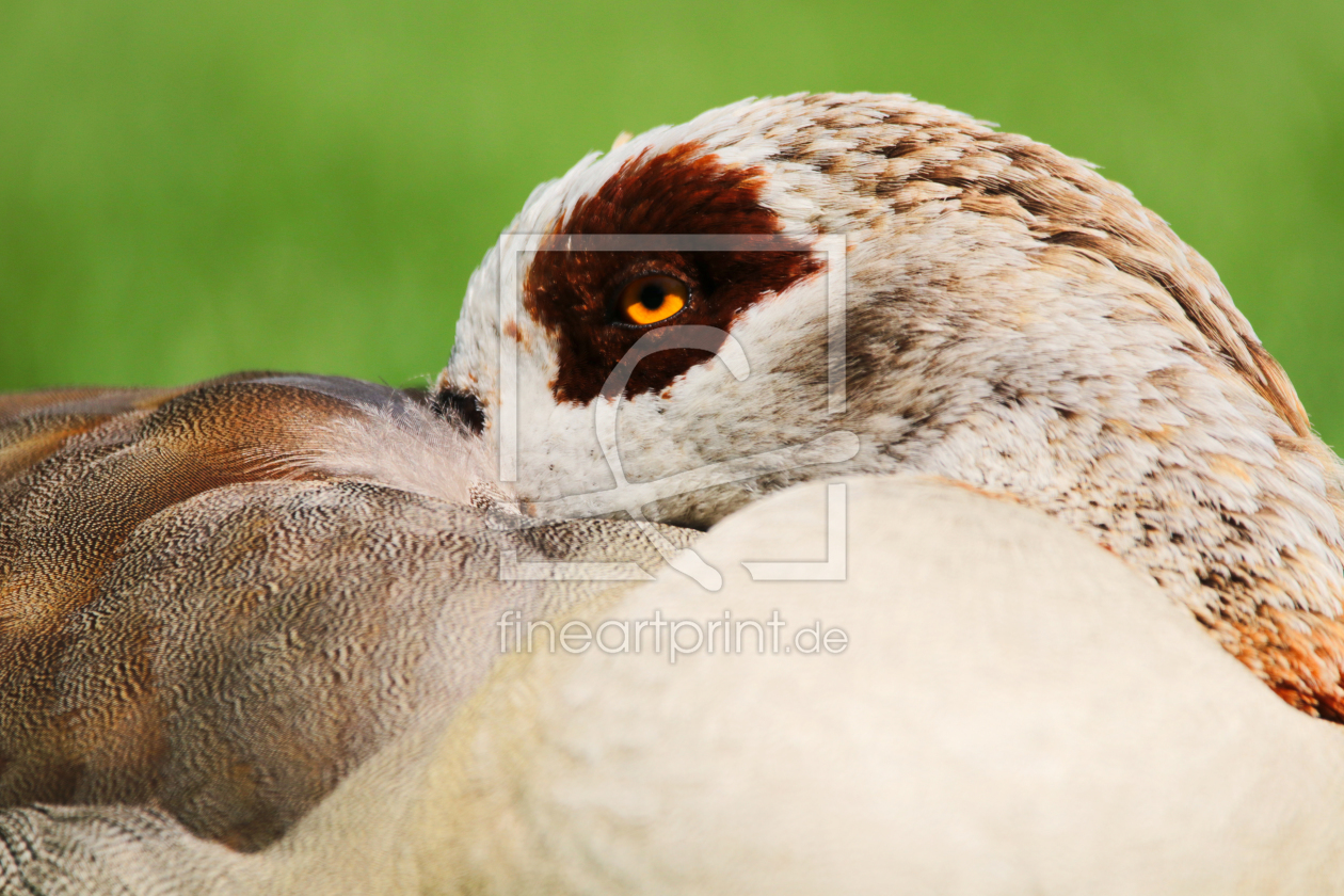 Bild-Nr.: 11910241 Nilgans erstellt von DagmarMarina