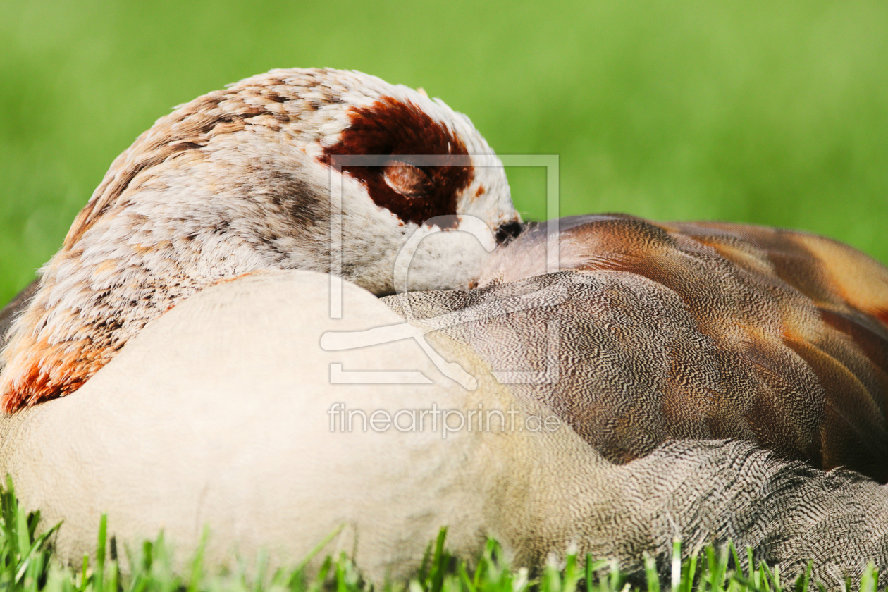 Bild-Nr.: 11910242 Nilgans schläft erstellt von DagmarMarina