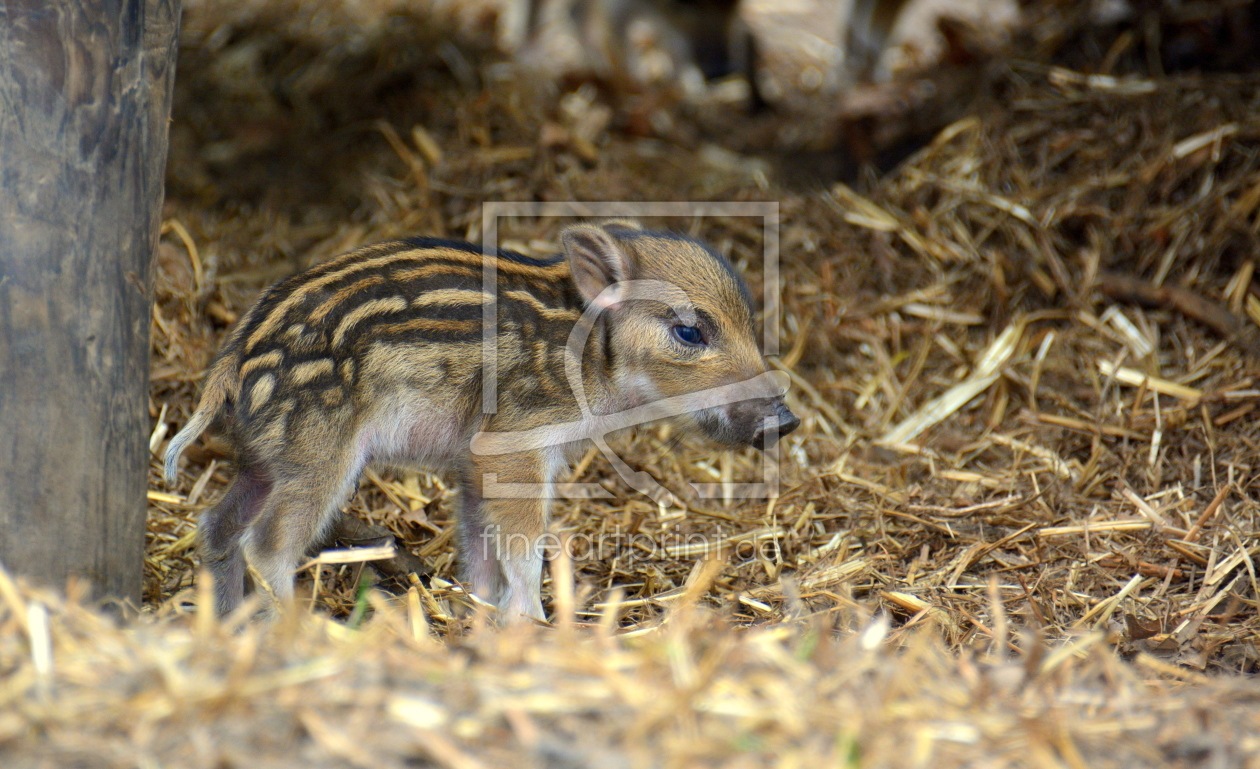 Bild-Nr.: 11910339 Minischweinchen erstellt von GUGIGEI