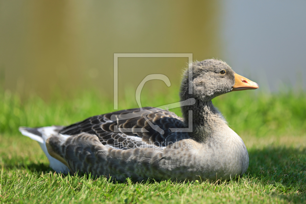 Bild-Nr.: 11911082 Youngster erstellt von falconer59