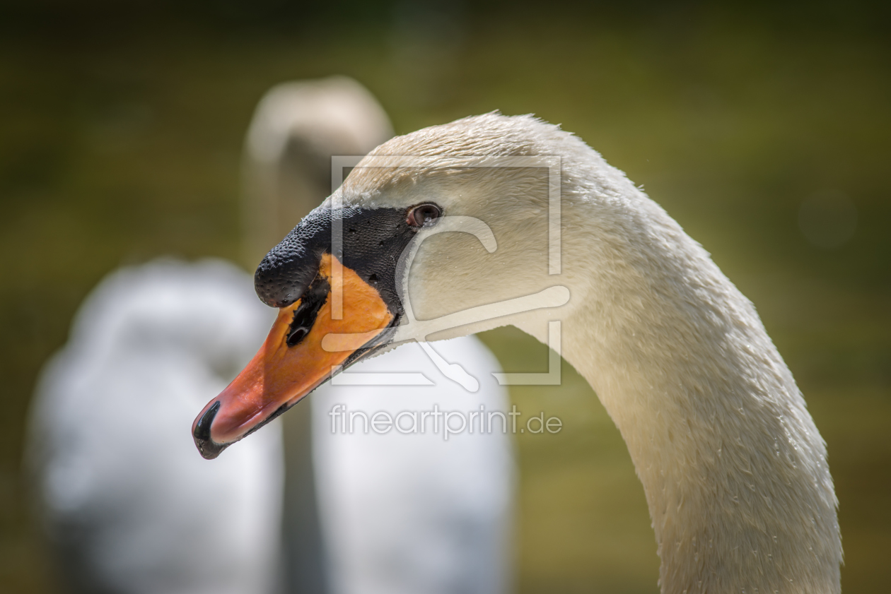 Bild-Nr.: 11911513 Schwan erstellt von FotoDeHRO