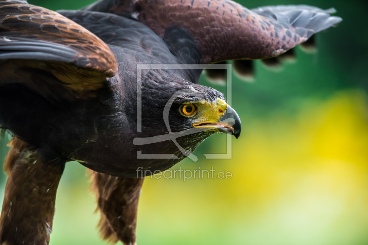 Bild-Nr.: 11911601 Wüstenbussard - Parabuteo unicinctus erstellt von Richard-Young