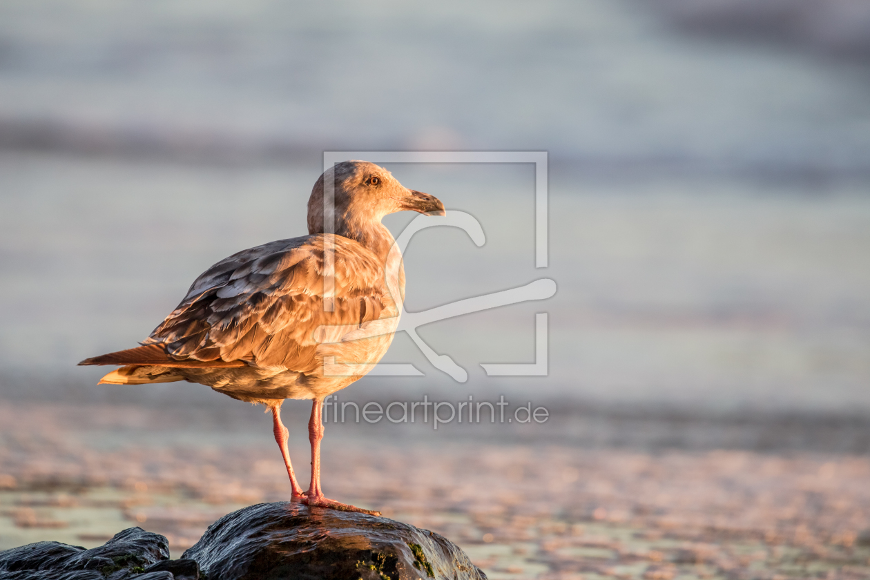 Bild-Nr.: 11911627 Möwe am Strand in San Francisco erstellt von DirkR