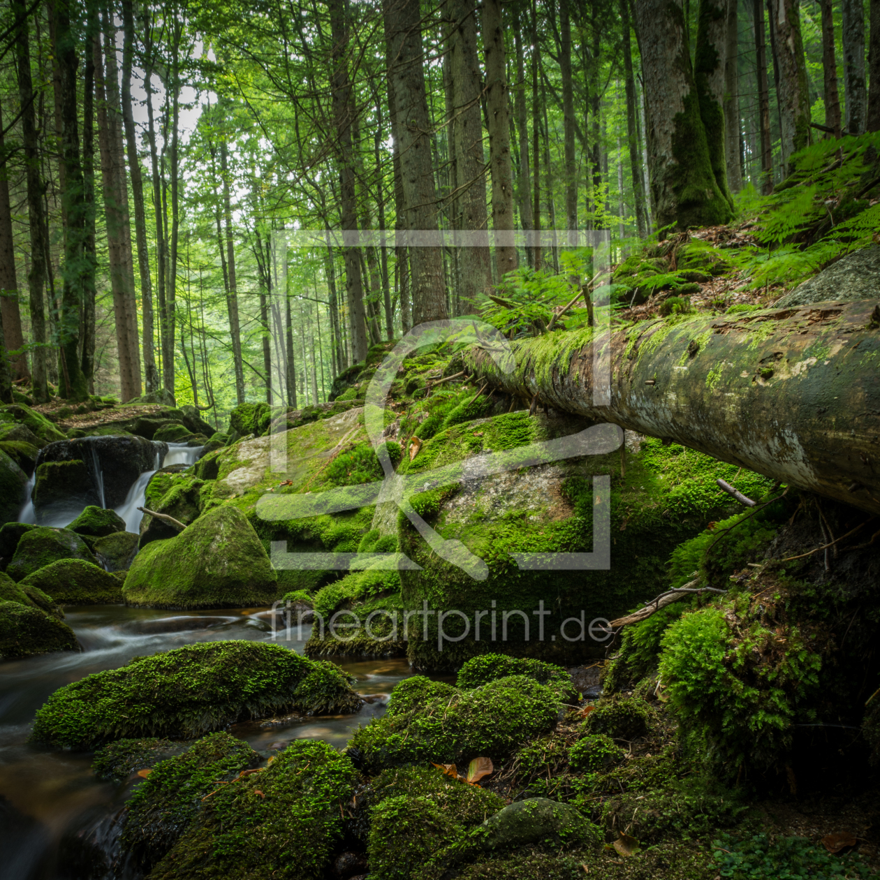 Bild-Nr.: 11912626 Ruhe und Wasser im grünen Wald erstellt von luxpediation