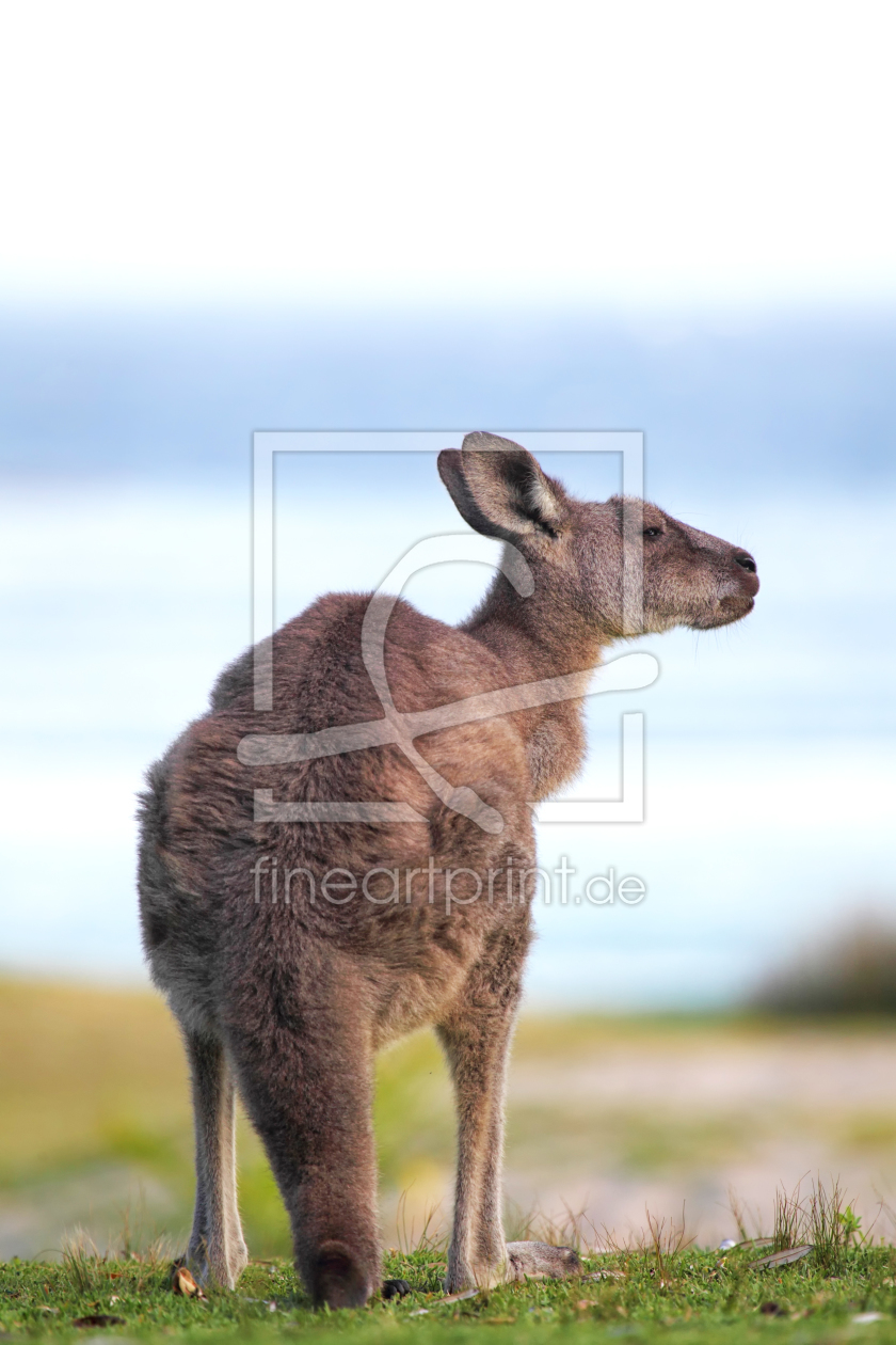 Bild-Nr.: 11913100 Känguru am Strand erstellt von DirkR