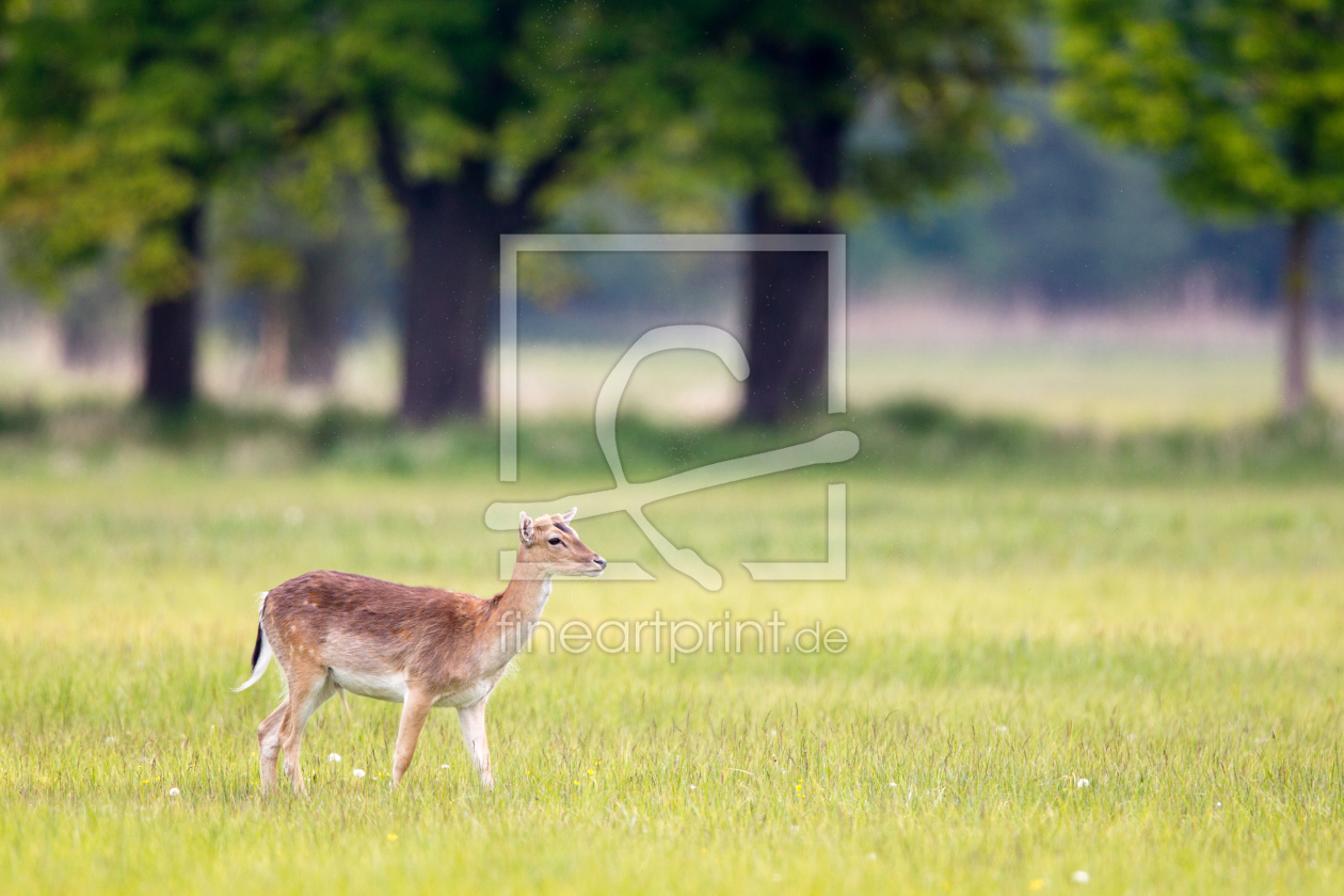 Bild-Nr.: 11913382 Damhirsch erstellt von DirkR