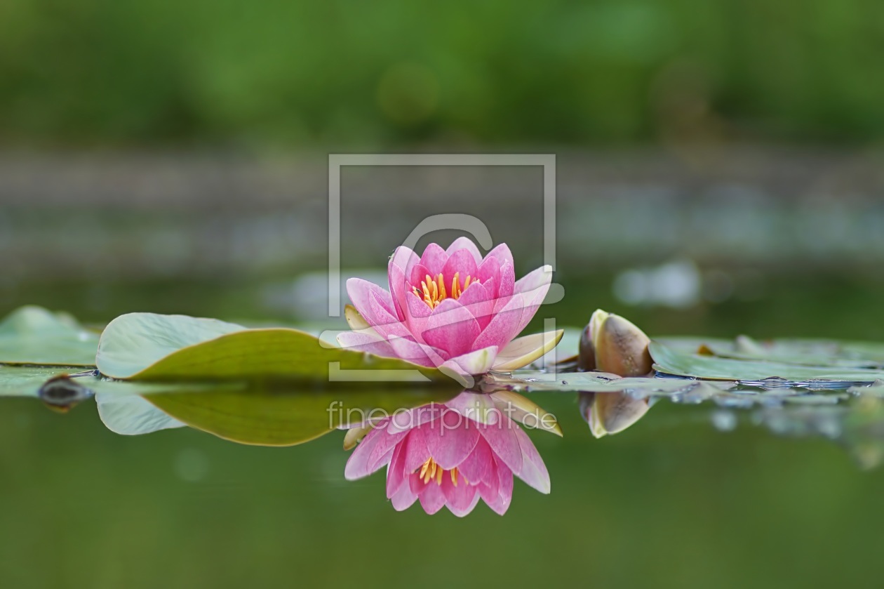 Bild-Nr.: 11913567 Seerose mit Spiegelbild erstellt von MoNoir