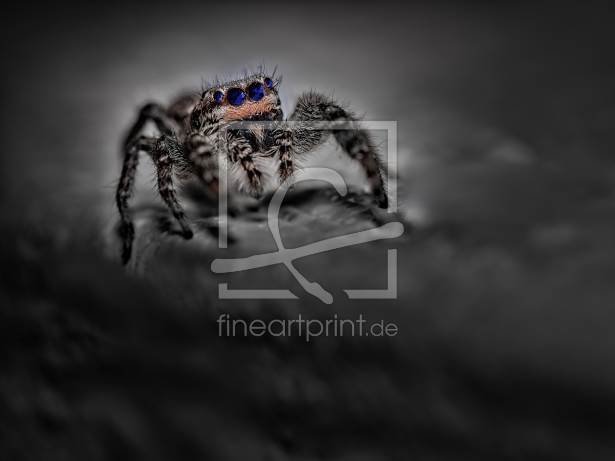 Bild-Nr.: 11913606 Marpissa muscosa - Springspinne - blue dark night erstellt von Richard-Young