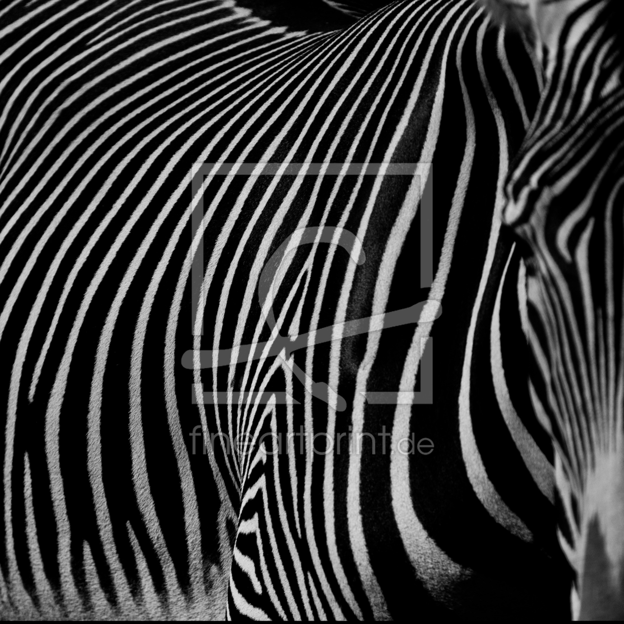 Bild-Nr.: 11913643 a part of zebra III erstellt von markus0901