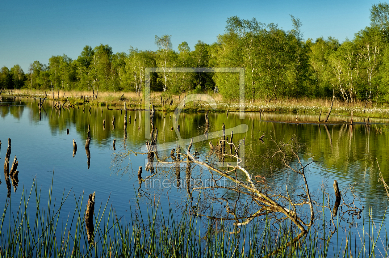 Bild-Nr.: 11913794 See Im Wittmoor mit Birken und Spiegelung erstellt von I. Heuer