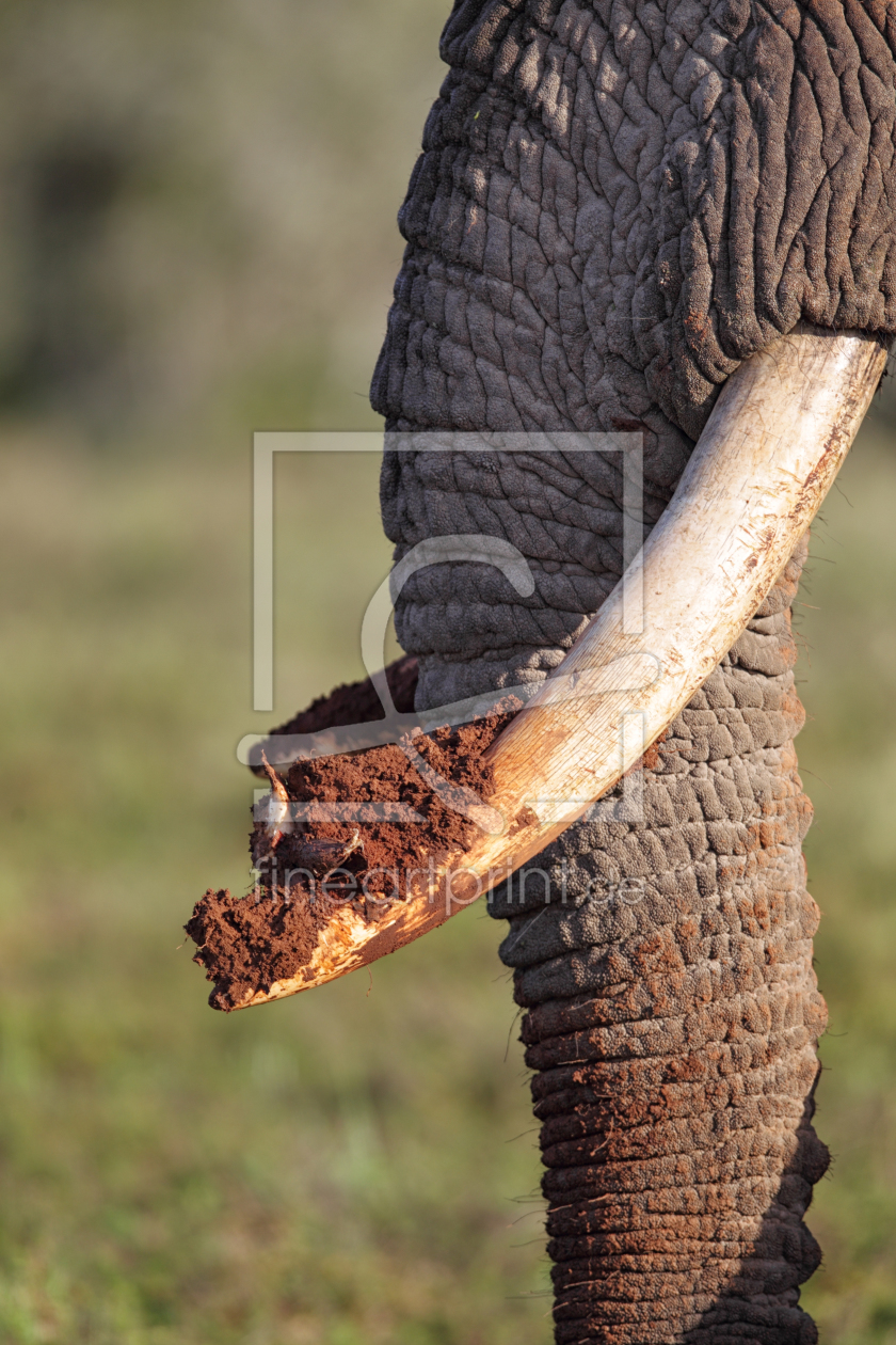 Bild-Nr.: 11913897 Elefanten-Detail erstellt von DirkR