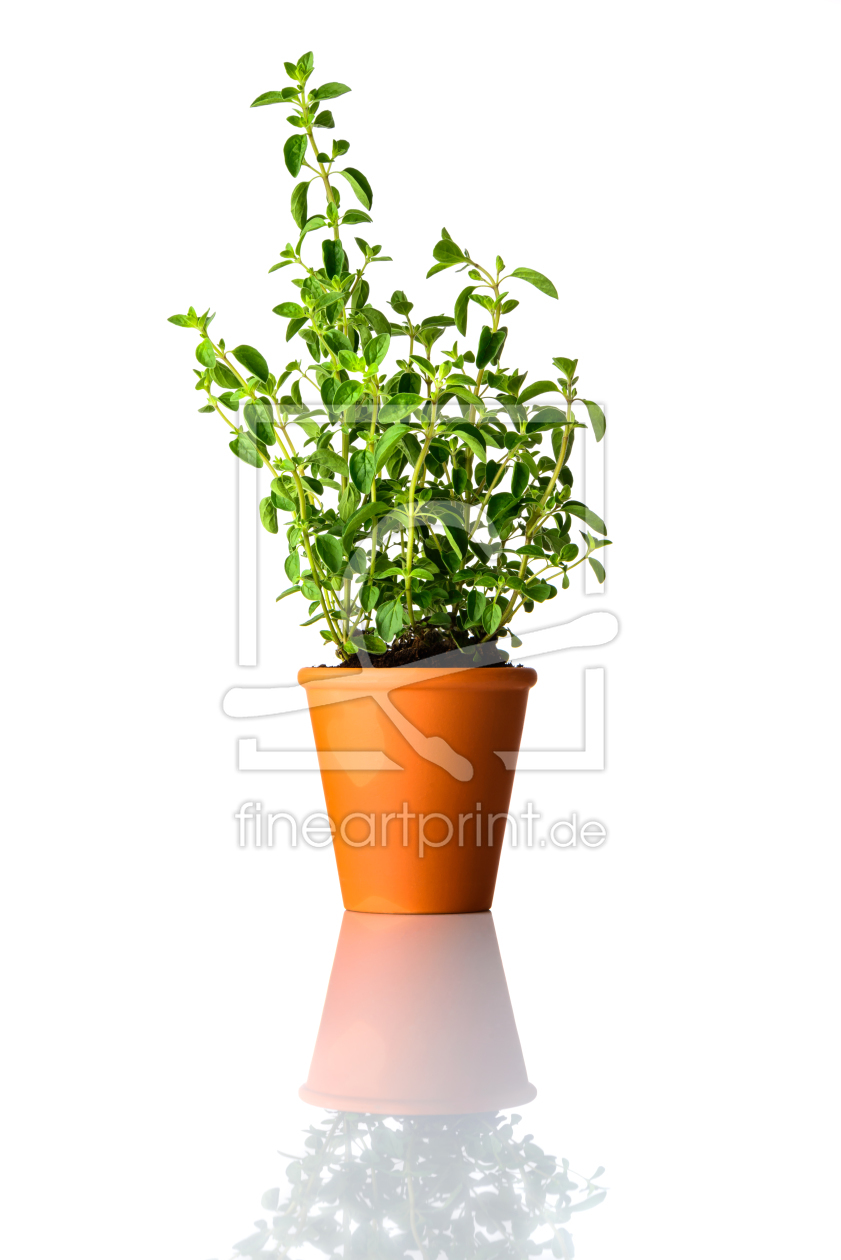 Bild-Nr.: 11914055 Oregano im Blumentopf auf Weißem Hintergrund erstellt von xfotostudio