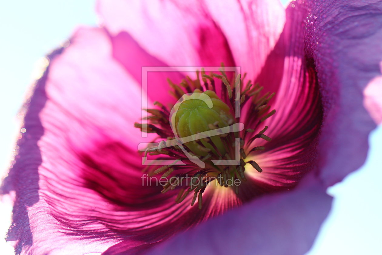 Bild-Nr.: 11914256 Mohn 3 erstellt von Heike  Hultsch