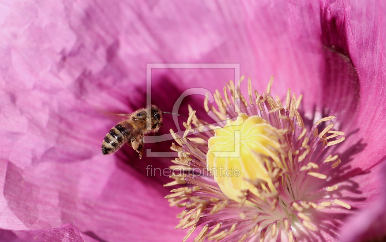 Bild-Nr.: 11914257 Mohn mit Biene erstellt von Heike  Hultsch