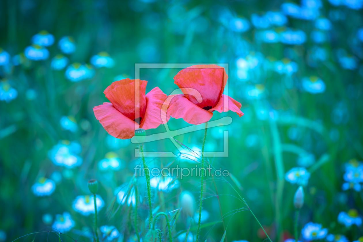 Bild-Nr.: 11914341 Mohn erstellt von FotoDeHRO