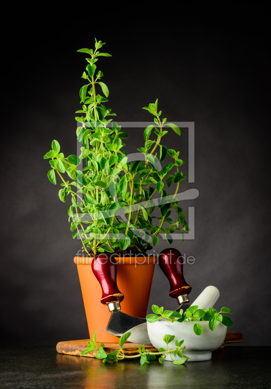 Bild-Nr.: 11914464 Stillleben mit Oregano Kräuter und Wagemesser erstellt von xfotostudio