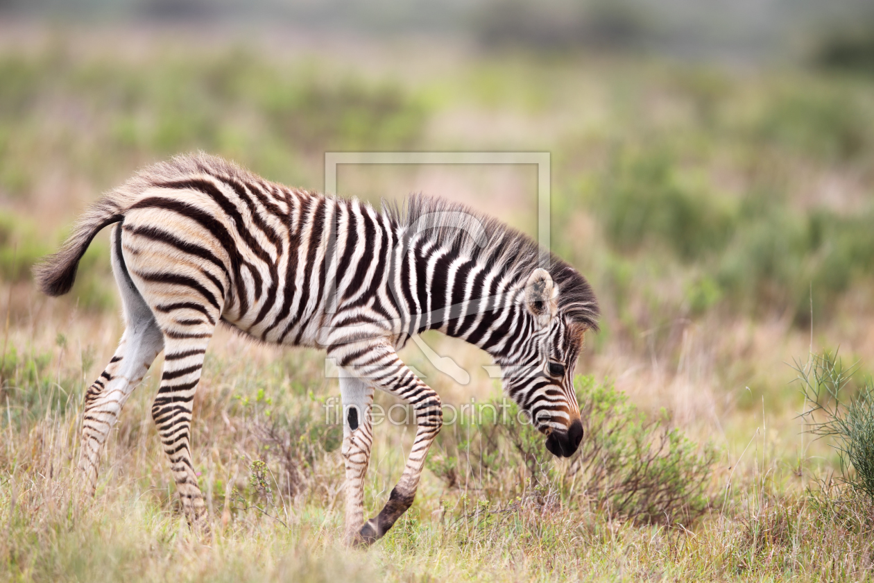 Bild-Nr.: 11914491 Zebra-Fohlen in Südafrika erstellt von DirkR