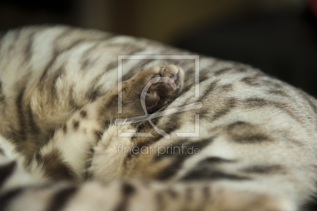 Bild-Nr.: 11914644 BengalPortrait Bild-Nr.: 11914644 BengalPortrait erstellt von tom malorny