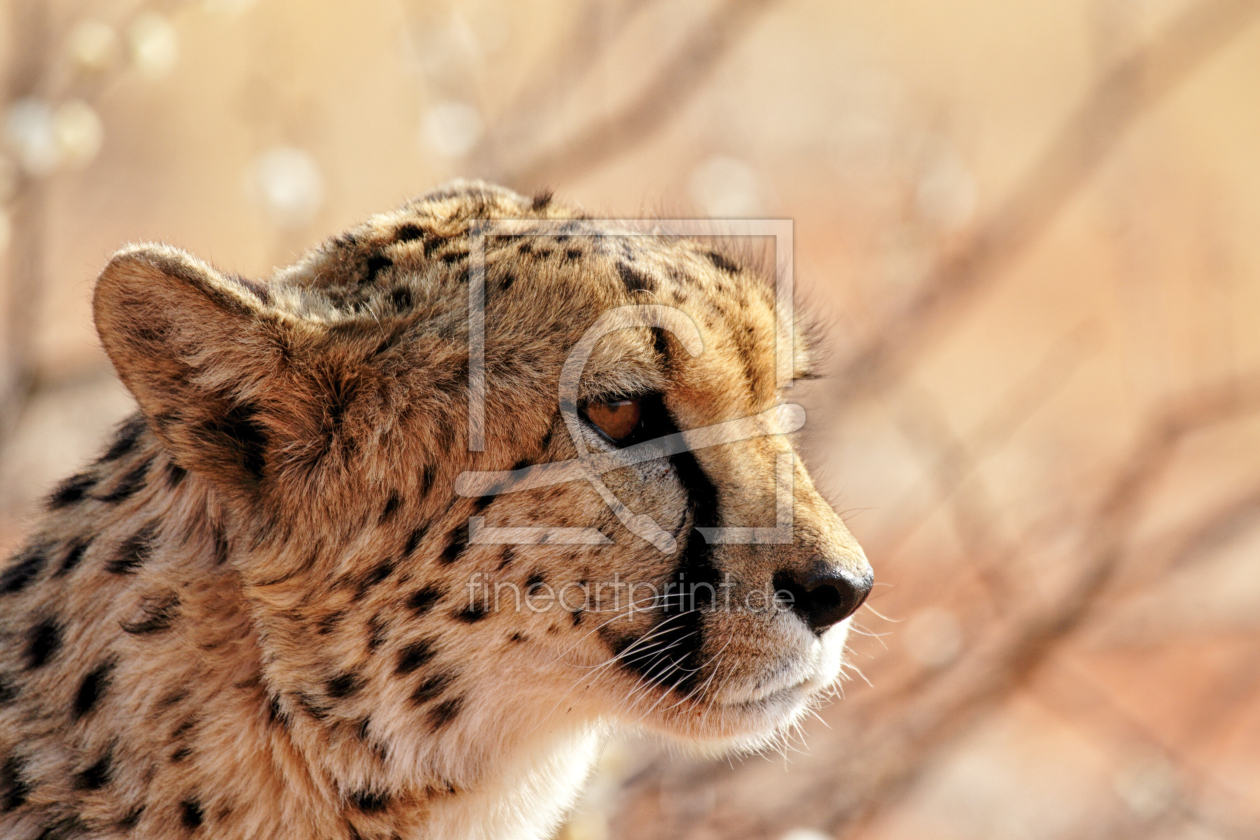Bild-Nr.: 11914698 Gepard in der Kalahari erstellt von DirkR
