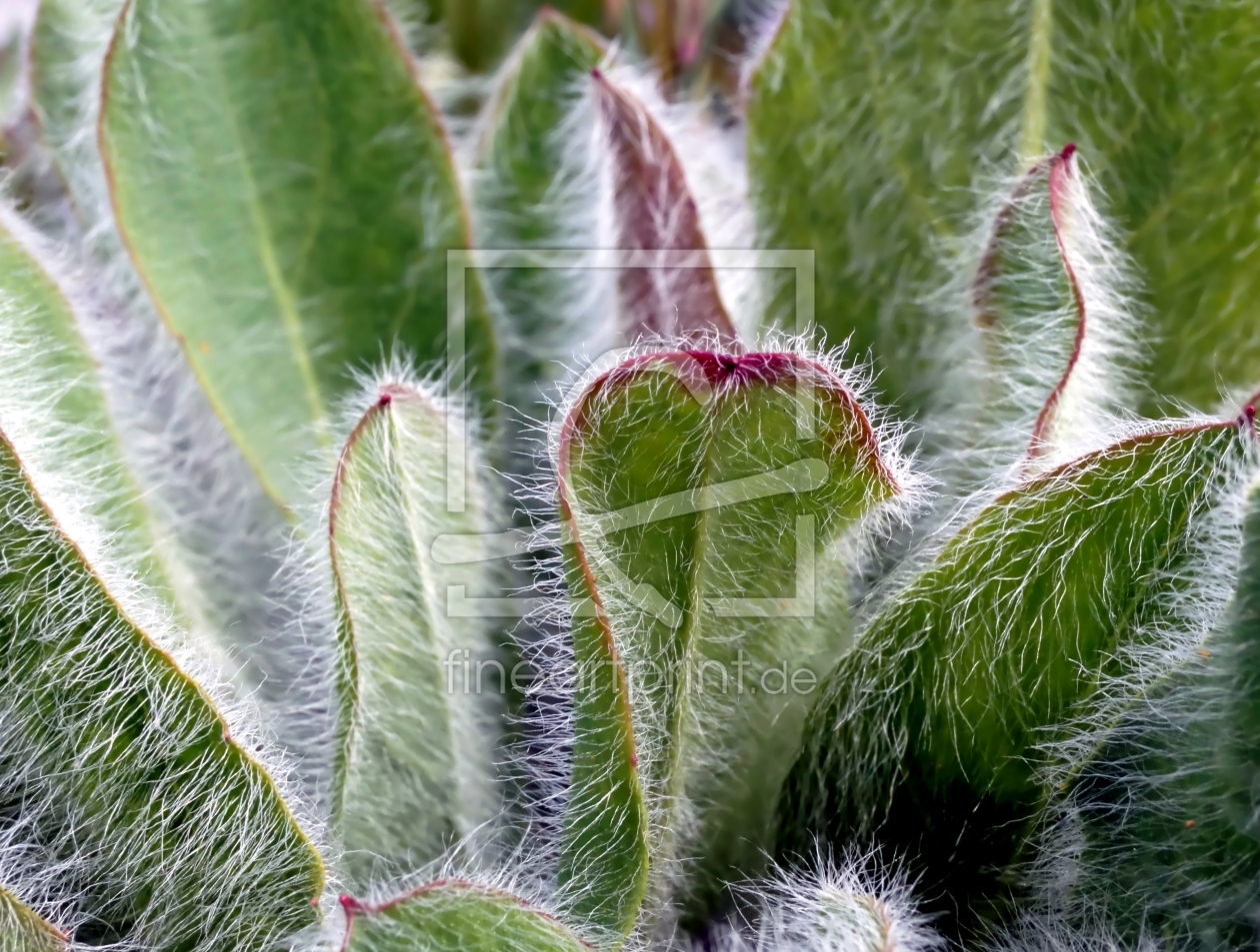 Bild-Nr.: 11914792 Natur erstellt von MoNoir