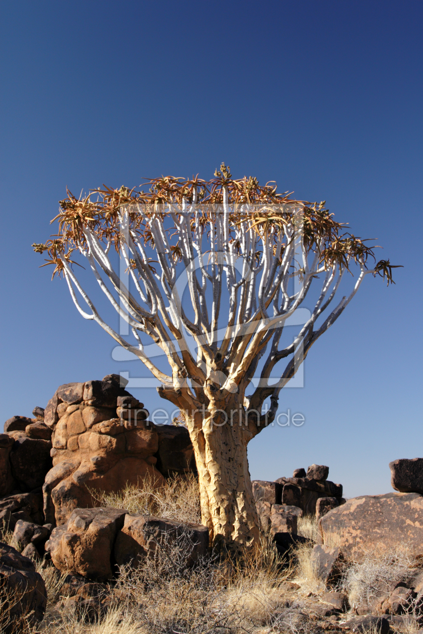 Bild-Nr.: 11915242 Köcherbaum in Namibia erstellt von DirkR