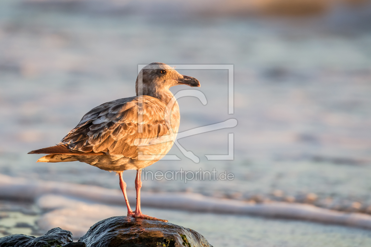 Bild-Nr.: 11915432 Möwe am Strand in San Francisco erstellt von DirkR