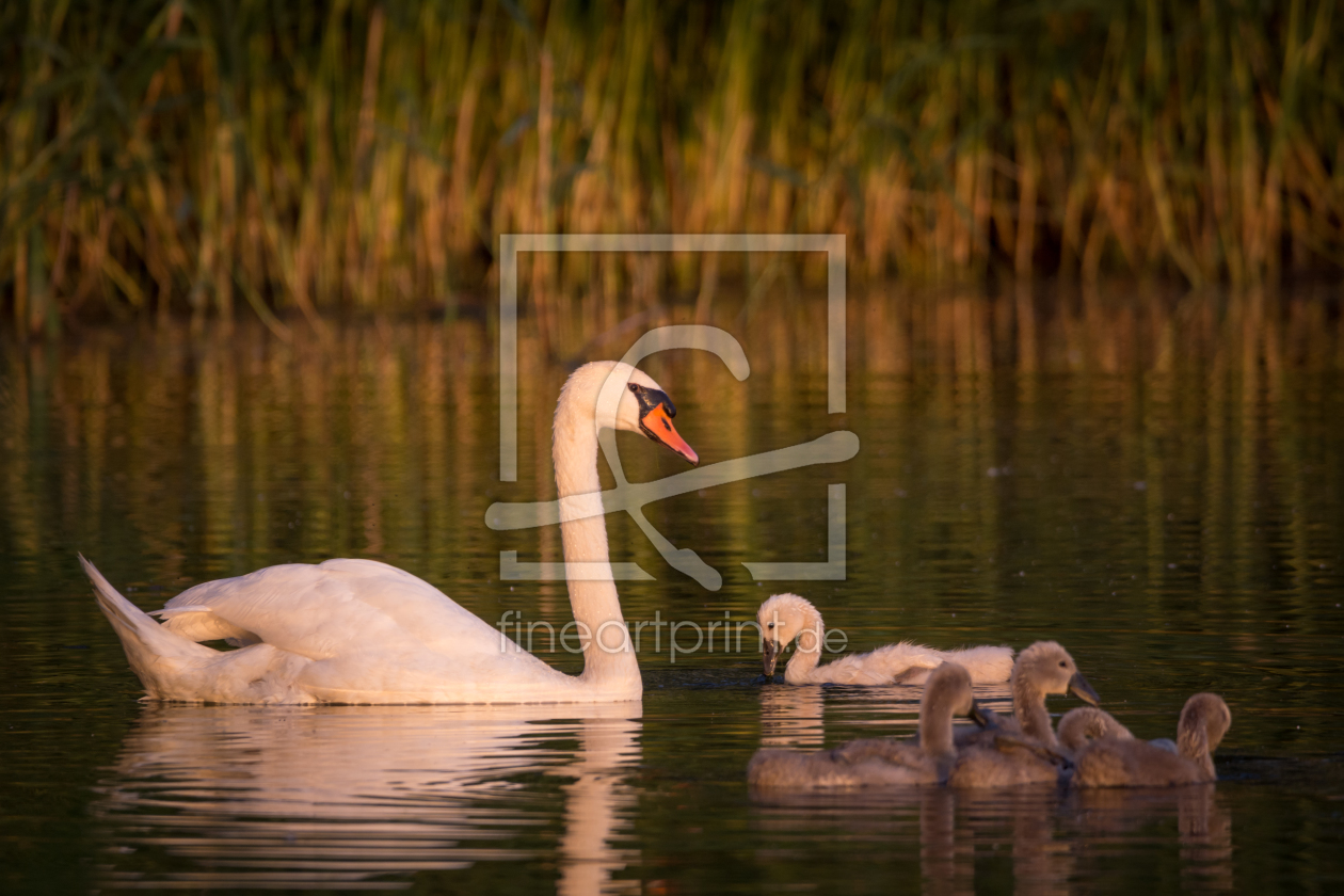 Bild-Nr.: 11915619 Schwan Familie auf dem See erstellt von luxpediation