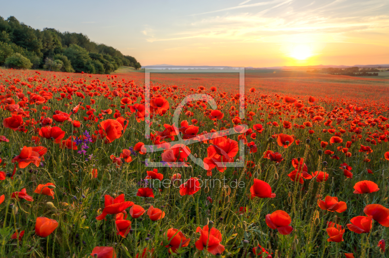 Bild-Nr.: 11916285 Poppys erstellt von Steffen Gierok