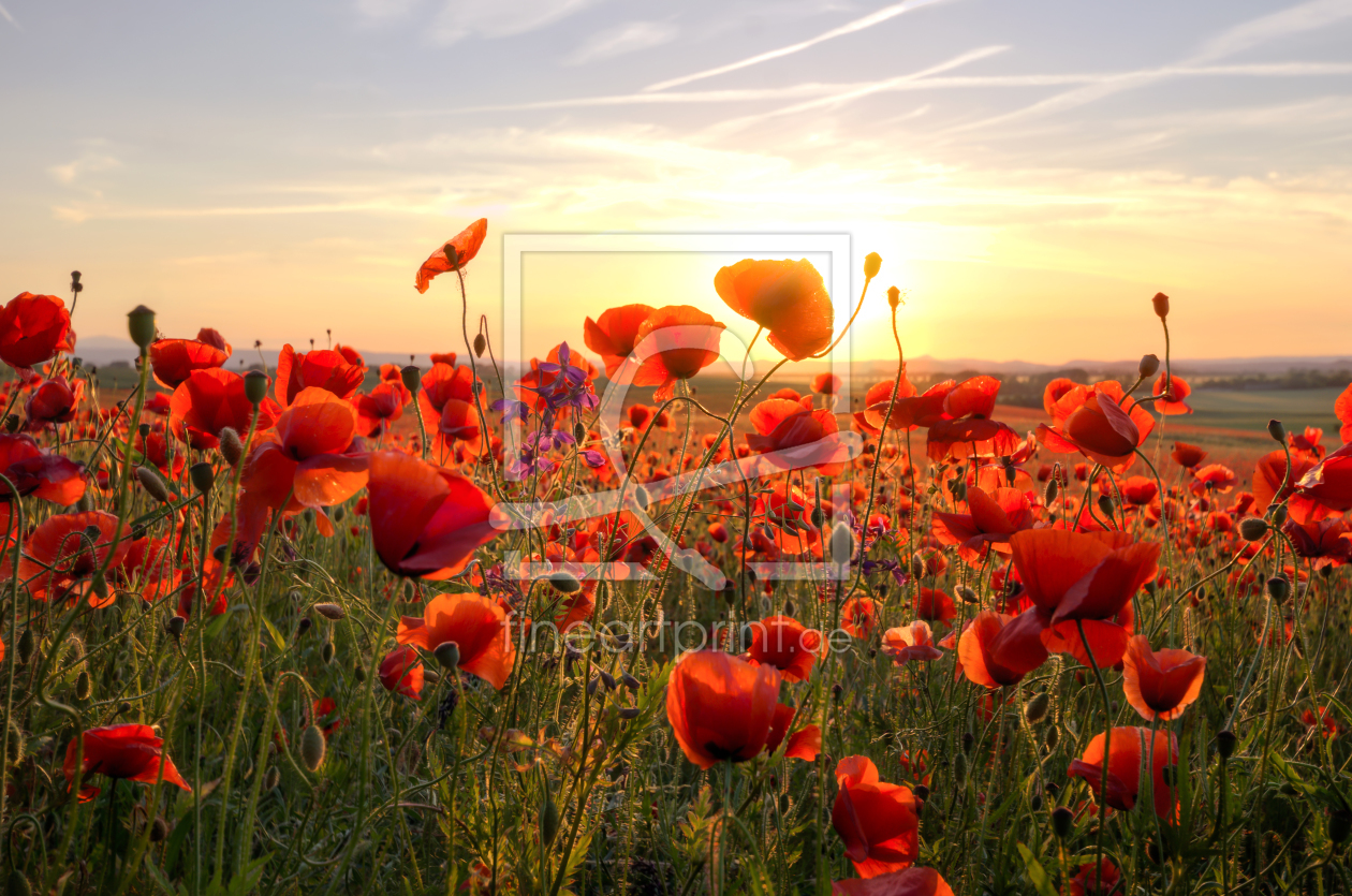 Bild-Nr.: 11916286 Poppys at Sunset erstellt von Steffen Gierok