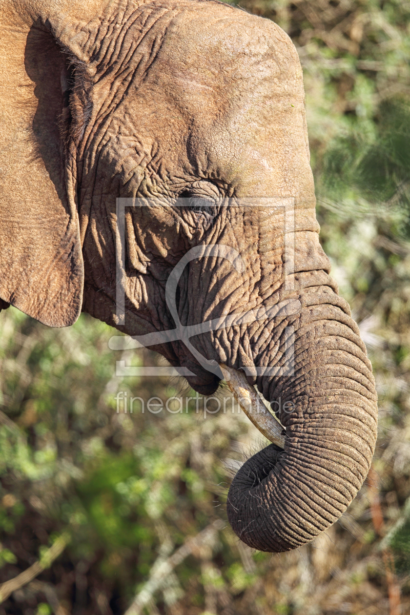 Bild-Nr.: 11916292 Elefant erstellt von DirkR