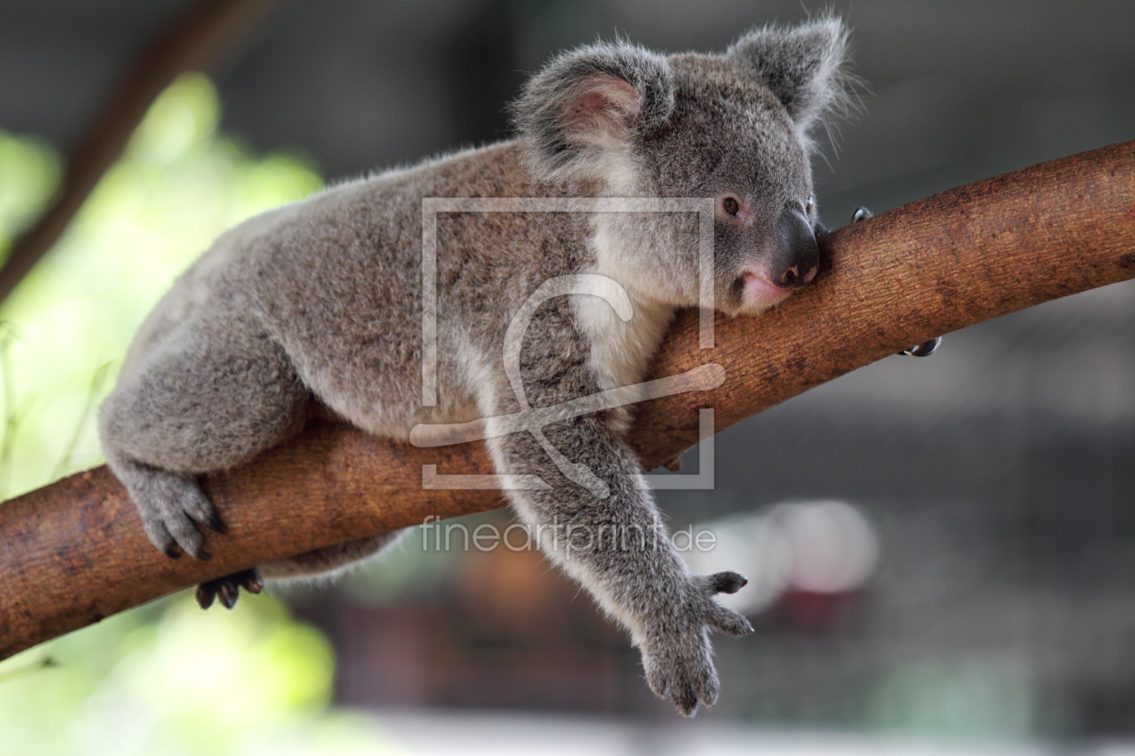 Bild-Nr.: 11916295 Koala erstellt von DirkR