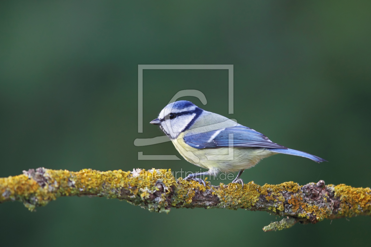 Bild-Nr.: 11916297 Blaumeise erstellt von DirkR