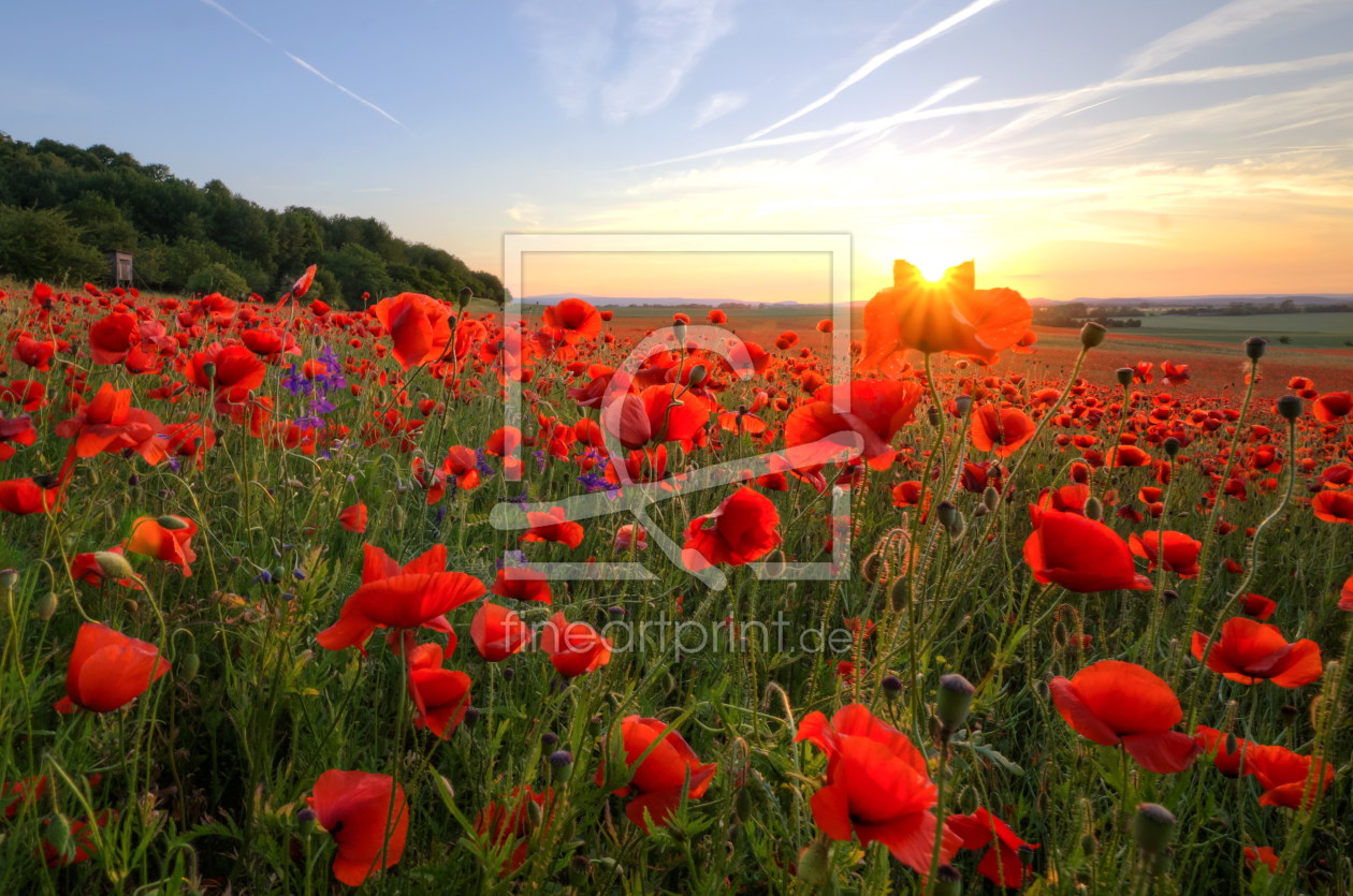 Bild-Nr.: 11916573 Poppys Sunset erstellt von Steffen Gierok