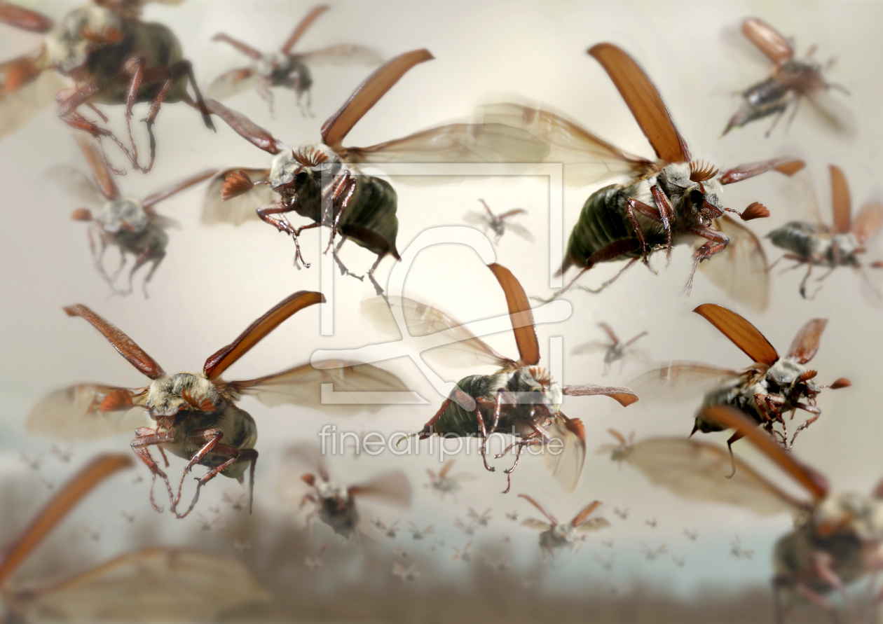 Bild-Nr.: 11916588 Invasion der Maikäfer erstellt von Henry