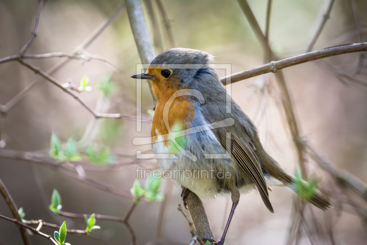 Bild-Nr.: 11916696 Windy Robin erstellt von luxpediation