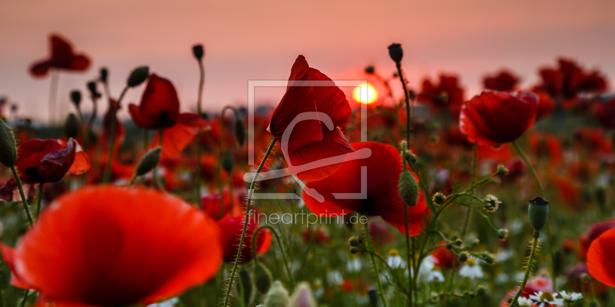 Bild-Nr.: 11916719 Mohn im Mittsommer Abendlicht   erstellt von Ursula Reins