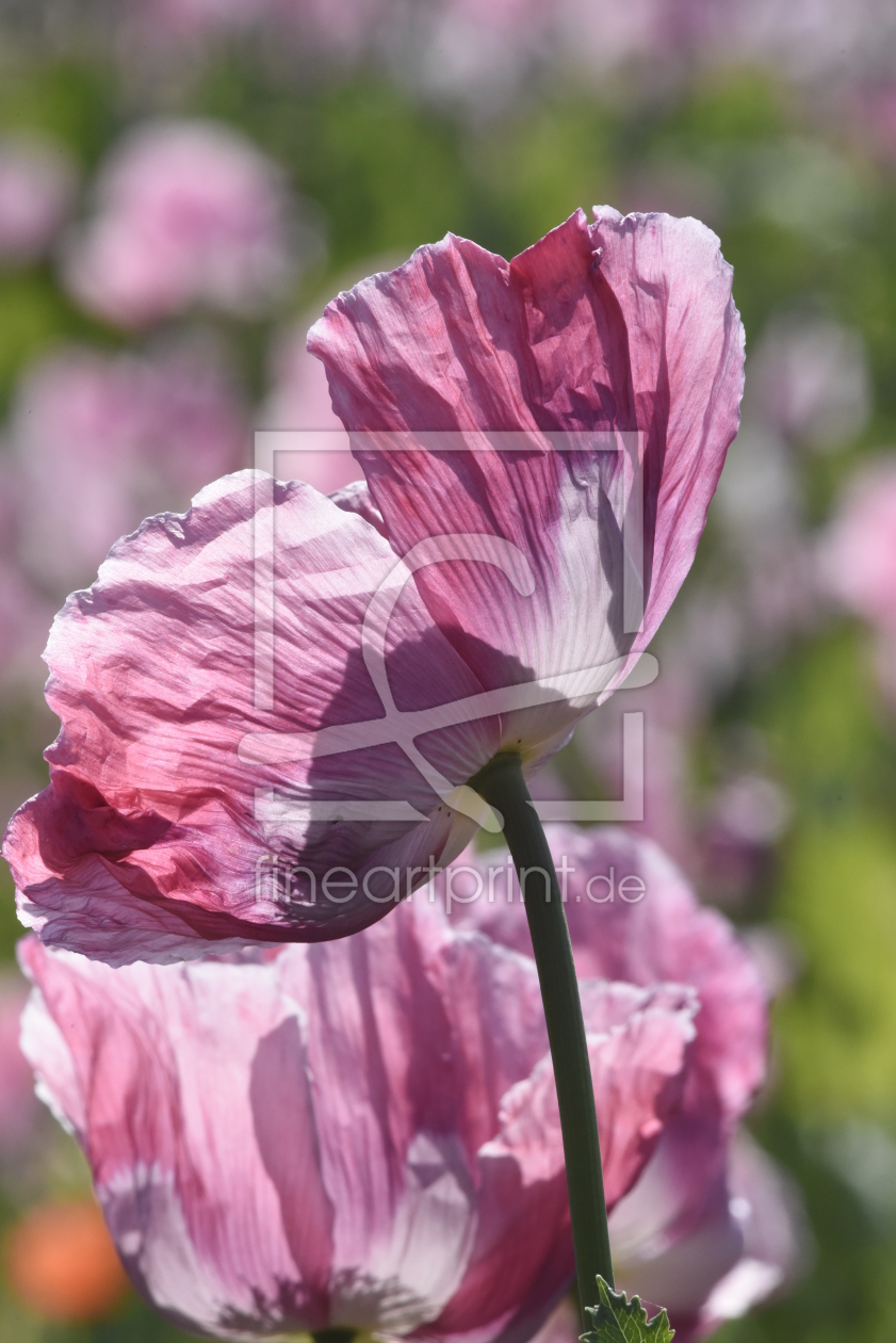 Bild-Nr.: 11916832 rosa mohn erstellt von Ralf Nemeth