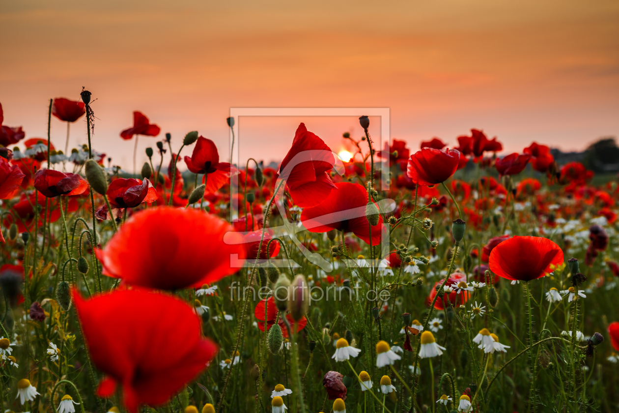 Bild-Nr.: 11916872 Mohnleuchten im Mittsommer Abendlicht erstellt von Ursula Reins