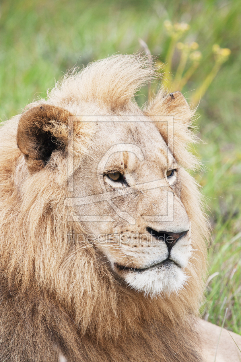Bild-Nr.: 11917019 Afrikanischer Löwe  erstellt von stravel