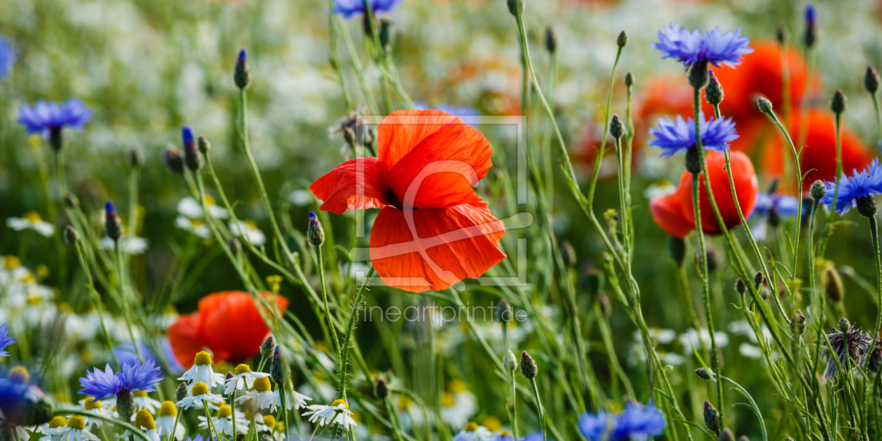 Bild-Nr.: 11917123 Poppies and Friend`s erstellt von Ursula Reins