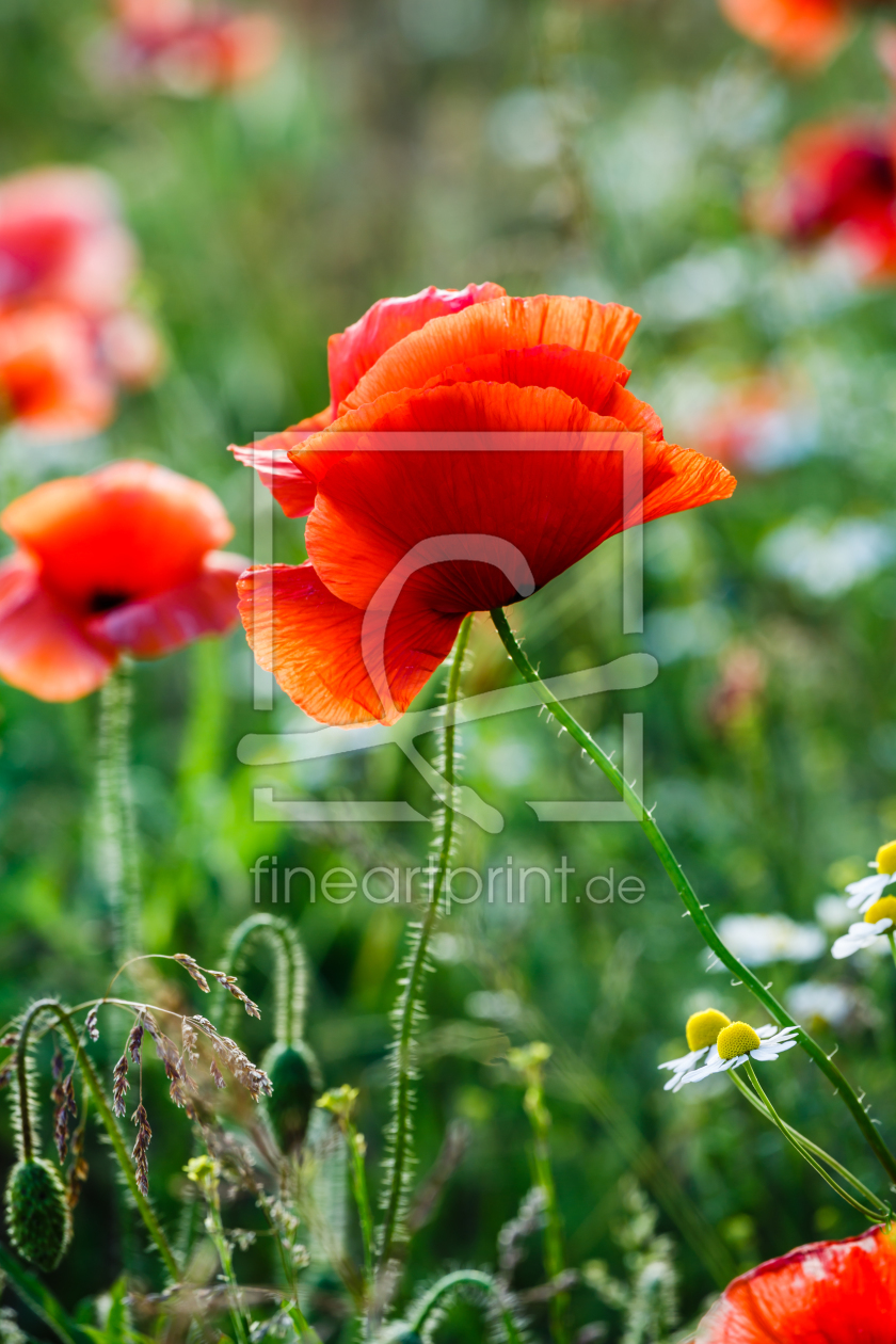 Bild-Nr.: 11917125 Poppies and Friend`s    - 2 - erstellt von Ursula Reins