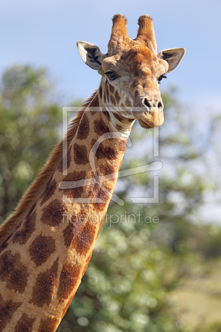 Bild-Nr.: 11917682 Giraffe in Südafrika erstellt von DirkR