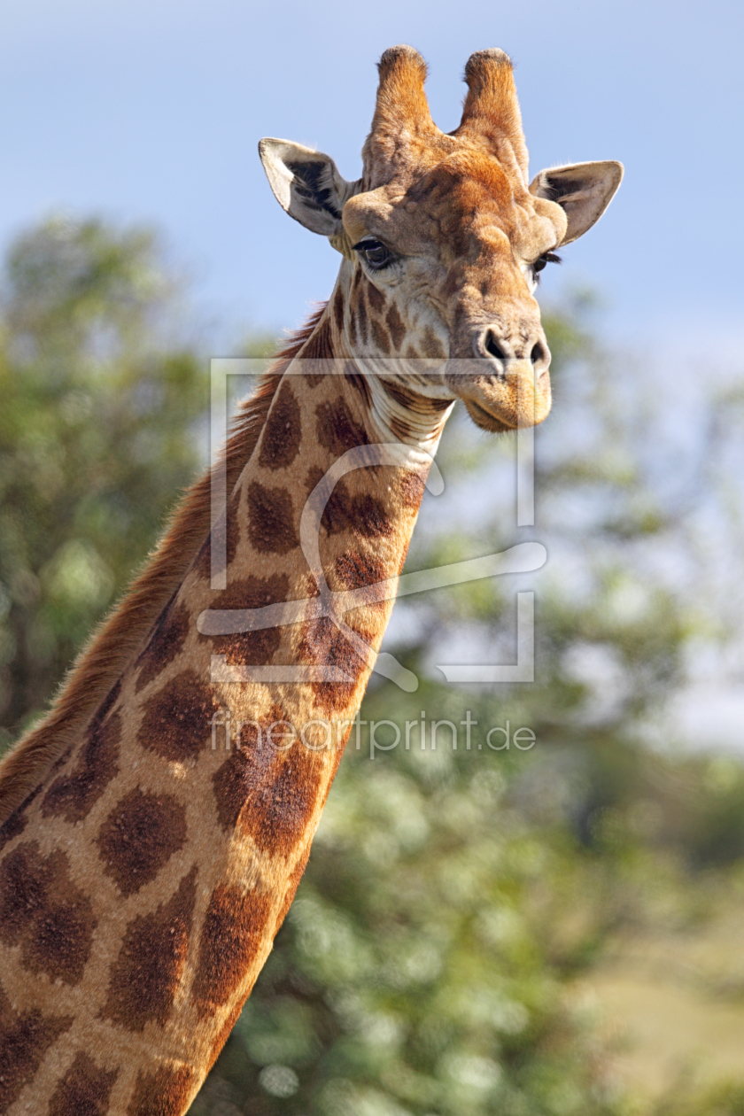 Bild-Nr.: 11917682 Giraffe in Südafrika Bild-Nr.: 11917682 Giraffe in Südafrika erstellt von DirkR