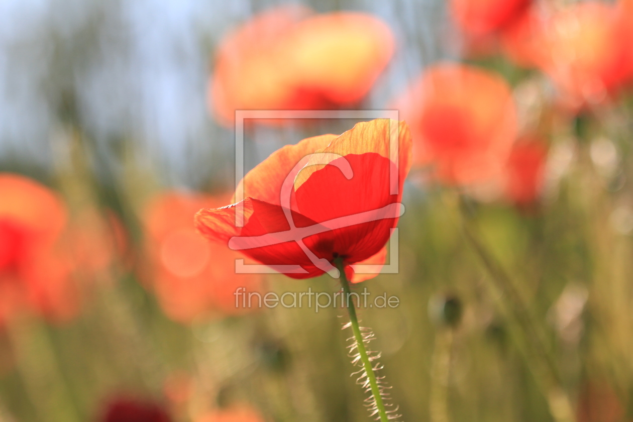 Bild-Nr.: 11918189 Mohn im Wind erstellt von PassionPhotography